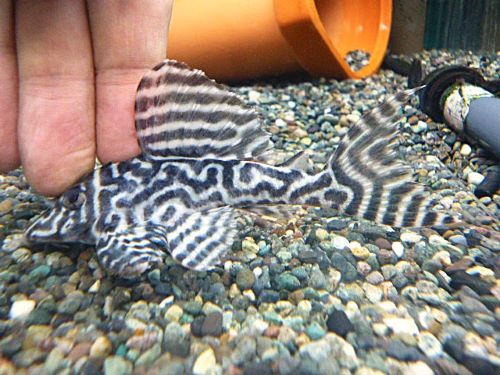 キングタイガーペコルティア