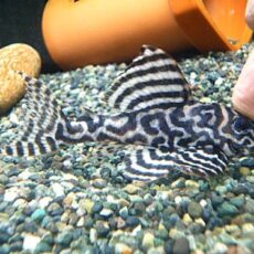 キングタイガーペコルティア③　２０２５年１２月７日入荷