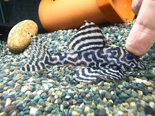 キングタイガーペコルティア③　２０２５年１２月７日入荷