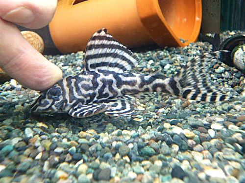 キングタイガーペコルティア