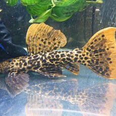 タイタニックトリムプレコ約２０～２１ｃｍ　２０２５年７月２５日入荷