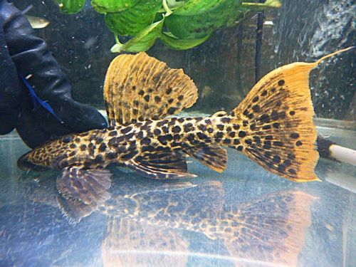 タイタニックトリムプレコ約20~21cm 2025年7月25日入荷 タイタニックトリムプレコ