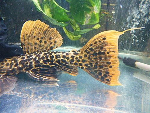 タイタニックトリムプレコ約20~21cm 2025年7月25日入荷 タイタニックトリムプレコ