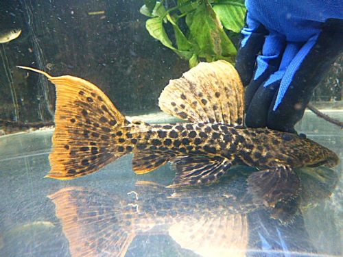 タイタニックトリムプレコ