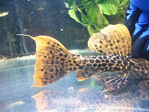 タイタニックトリムプレコ約20~21cm 2025年7月25日入荷 タイタニックトリムプレコ