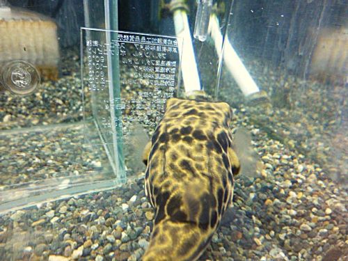 テトラオドン　ムブ