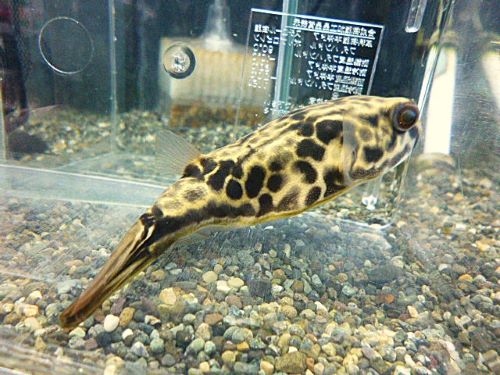 テトラオドン　ムブ