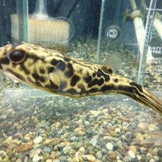 テトラオドン　ムブ　　２０２５年１１月２７日入荷