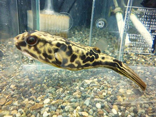 テトラオドン　ムブ　　２０２５年１１月２７日入荷