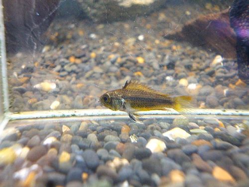 アピスト カカトオイデス ペア 2025年12月20日入荷 カカトオイデス