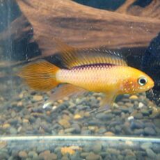 アピスト　アガシジ　ファイヤーレッド　ペア　２０２５年１２月２０日入荷