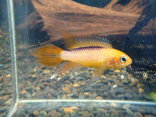 アピスト　アガシジ　ファイヤーレッド　ペア　２０２５年１２月２０日入荷