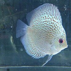 ブルースコーピオンディスカス　２０２５年１２月７日入荷