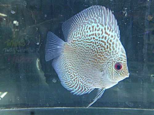 ブルースコーピオンディスカス　２０２５年１２月７日入荷