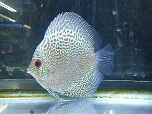 ブルースコーピオン・ディスカス