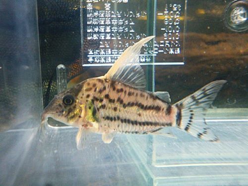 コリドラス　セミロングノーズスーパーシュワルツ