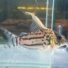 コリドラス　セミロングノーズスーパーシュワルツ③　Ｒ７年１２月２０日入荷　