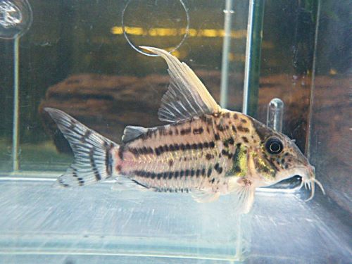 コリドラス　セミロングノーズスーパーシュワルツ③　Ｒ７年１２月２０日入荷　