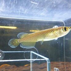 ノーザンバラムンディ④　２０２５年１２月４日入荷