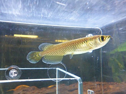 ノーザンバラムンディ④　２０２５年１２月４日入荷