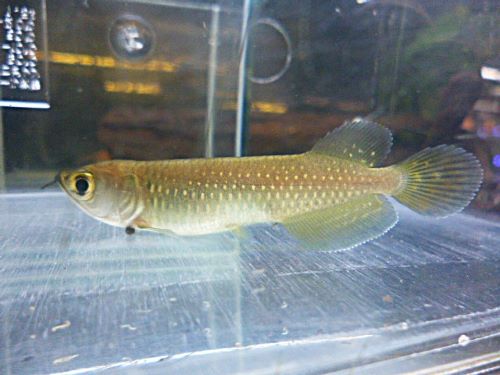 ノーザンバラムンディ