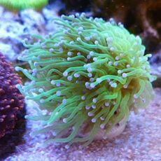 フラワーコーラル　グリーン（サンゴ）　２０２５年１２月２１日撮影