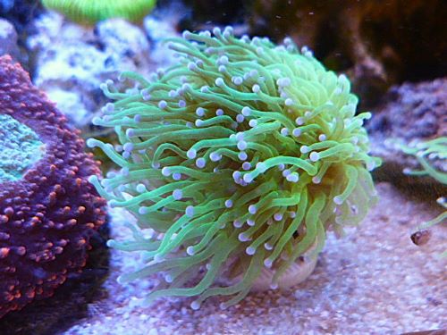フラワーコーラル　グリーン（サンゴ）　２０２５年１２月２１日撮影