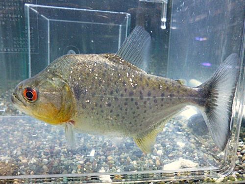 ブラックピラニア