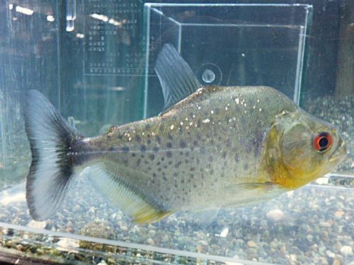 ブラックピラニア