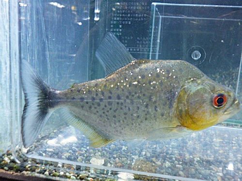 ブラックピラニア