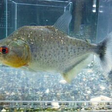 ブラックピラニア　ペルー　２０２５年１２月１８日入荷