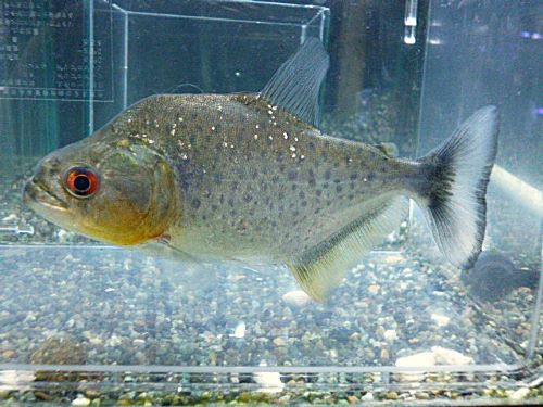 ブラックピラニア　ペルー　２０２５年１２月１８日入荷