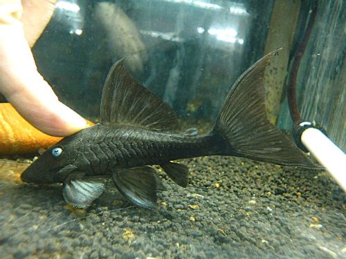 ブルーアイプレコ