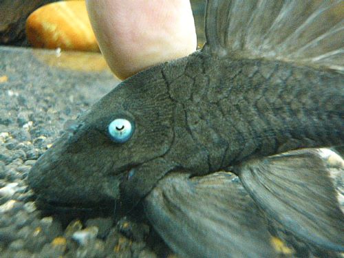 ブルーアイプレコ