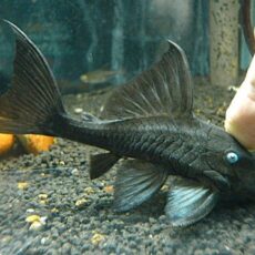 ブルーアイプレコ約１１～１２ｃｍ　２０２５年１２月１６日入荷