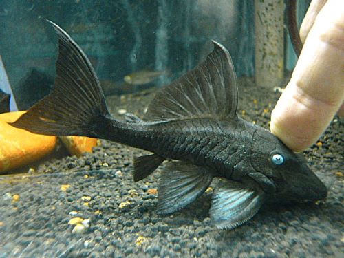 ブルーアイプレコ約１１～１２ｃｍ　２０２５年１２月１６日入荷