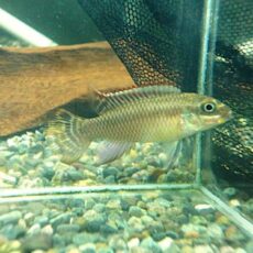 ペルヴィカタエニアータス　ナイジェリアグリーン　ペアＲ７年１２月１６日入荷