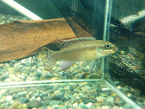 ペルヴィカタエニアータス　ナイジェリアグリーン　ペアＲ７年１２月１６日入荷