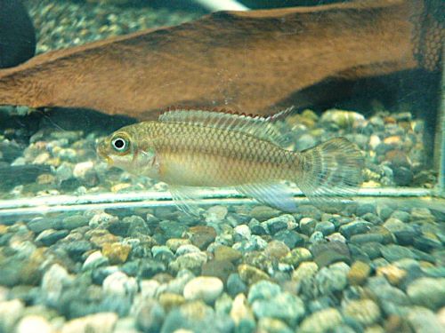 ペルヴィカタエニアータス　ナイジェリアグリーン