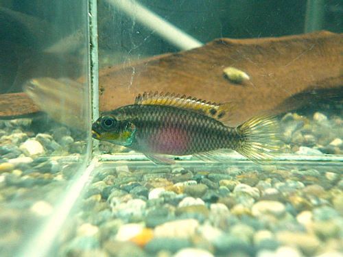 ペルヴィカタエニアータス　ナイジェリアグリーン