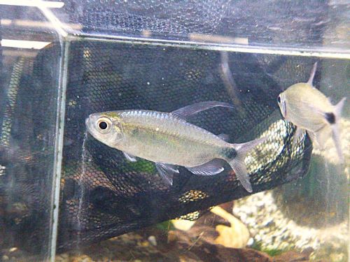 ブルーダイヤモンドコンゴテトラ