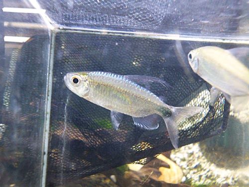 ブルーダイヤモンドコンゴテトラ