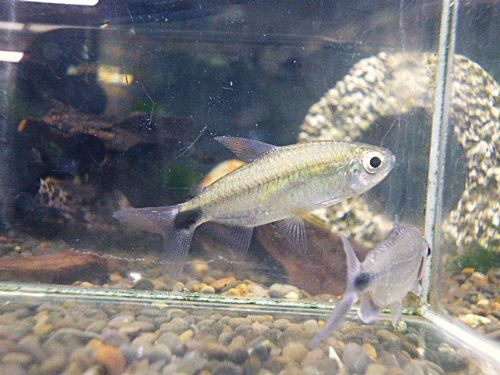 ブルーダイヤモンドコンゴテトラ