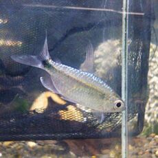 ブルーダイヤモンドコンゴテトラ　ペア　２０２５年１２月９日入荷