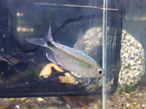 ブルーダイヤモンドコンゴテトラ　ペア　２０２５年１２月９日入荷