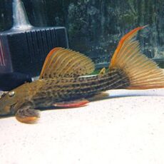 スカーレットトリムプレコ約１８ｃｍ　２０２５年１２月１６日入荷