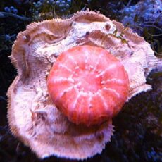 コハナガタ　メタレッド　２０２５年１２月２２日撮影