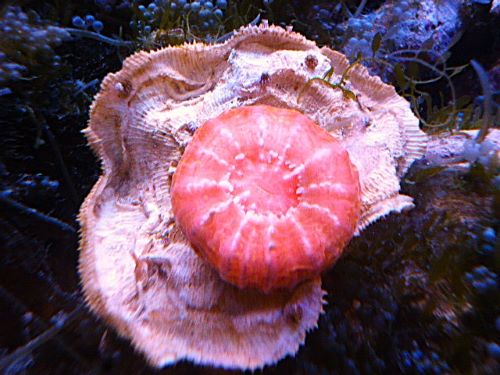 コハナガタ　メタレッド　２０２５年１２月２２日撮影