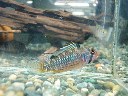 オルテガイ（パパゲイ、ペバス）