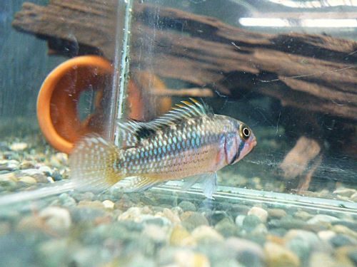 オルテガイ（パパゲイ、ペバス）